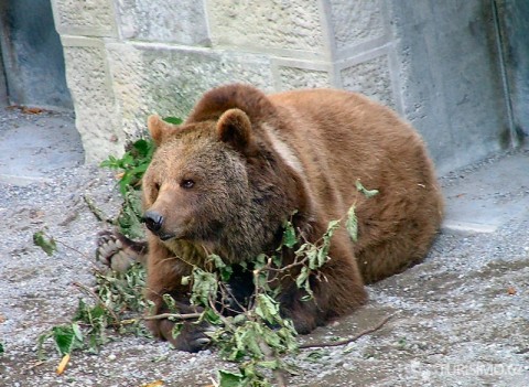 Medvěd v Bernu, autor: TL